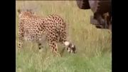بچه های ناز چیتا