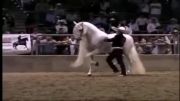 رقص اسب سفید