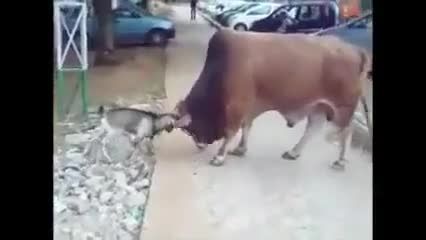 جنگ بین گاو و بز با هم ☺