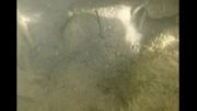 اکسپریا زد در زیر آب (ماهیها را ببینید)