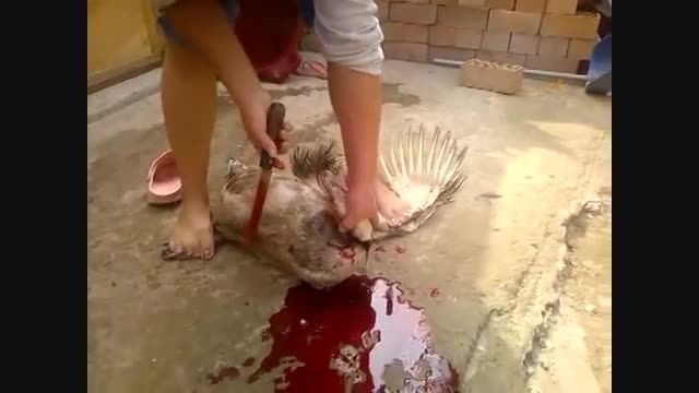 کشتن حیوان به بدترین شکل ممکن توسط یک زن
