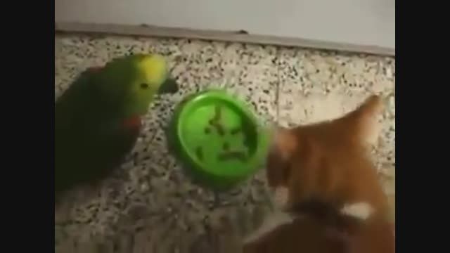 بازی طوطی با گربه