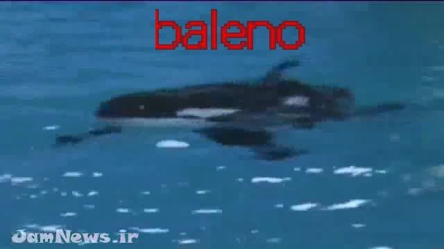 زایمان شگفت انگیز نهنگ دراستخر=baleno-balenido