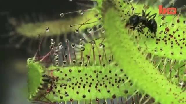 شکار شدن حشرات توسط گیاه های گوشتخوار
