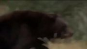 حمله شیر به خرس