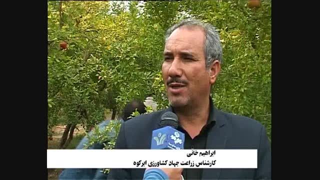 اکرمی انار کار نمونه استان یزد