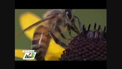پرورش زنبور عسل در خوانسار
