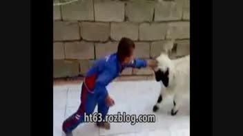 حمله وحشیانه گوسفند به یک کودک