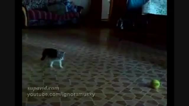 جنگیدن توله گربه با توپ
