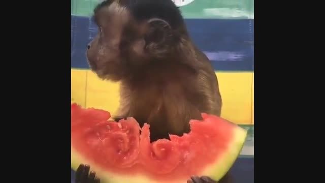 هندوانه خوردن میمون