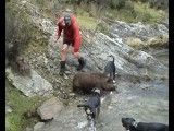 شکار خطرناک گراز با سگ