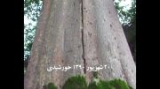 کلیپ درخت آزاد در شهرستان املش- استان گیلان