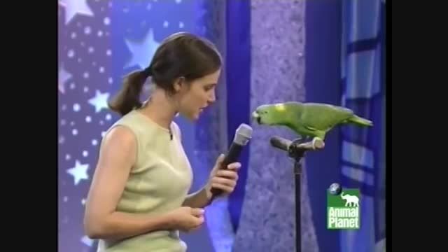 طوطی آمازون آوازه خوان