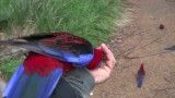 پارک طوطی ها در استرلیا