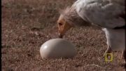 شكستن تخم شترمرغ توسط لاشخور باهوش