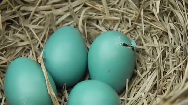 ویدیوی شگفت انگیز خروج جوجه از تخم