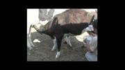 گوساله 5 ماهه نادر در طبس که شیر می خورد و همزمان شیر می دهد