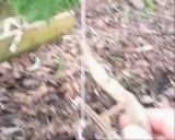How to make a simple spring snare trap for small game - YouTube