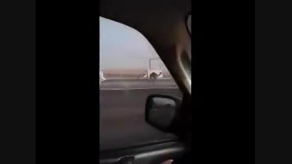 تعقیب شتر فراری در بزرگراه ابوظبی!