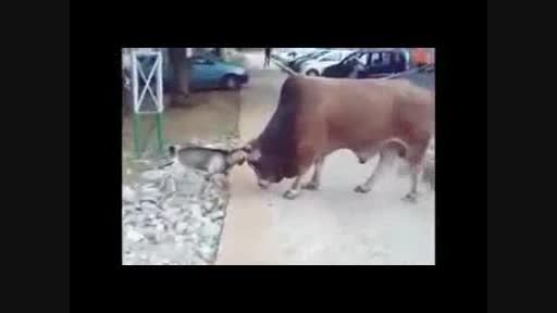 جنگ بین گاو و بز با هم .