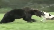 حمله سگ ها به خرس قهوه ای بالغ