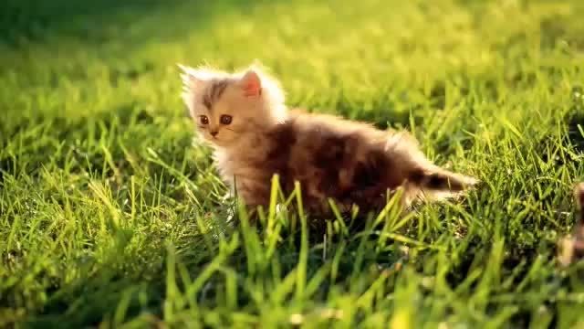 کوچکترین گربه های دنیا