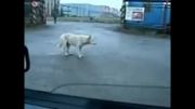 رقص سگ در خیابان