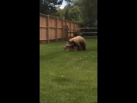 شکار گوزن توسط خرس
