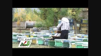 اصلاح نژاد ملکه زنبور عسل در بندر گز