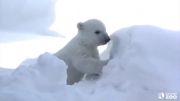اولین کاوشگری بچه خرس قطبی در برف
