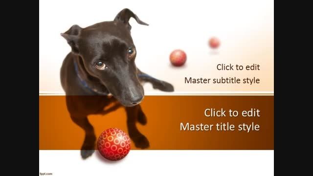 تم پاورپوینت رایگان Adopt a Dog PowerPoint Template