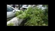 سقوط درخت 125 ساله در طوفان تهران