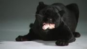 غذا خوردن جگوار (black panther)