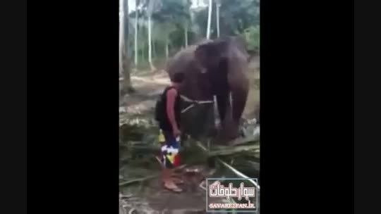 پرواز با ضربه خرطوم فیل!