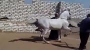 اسب آموزش رقص