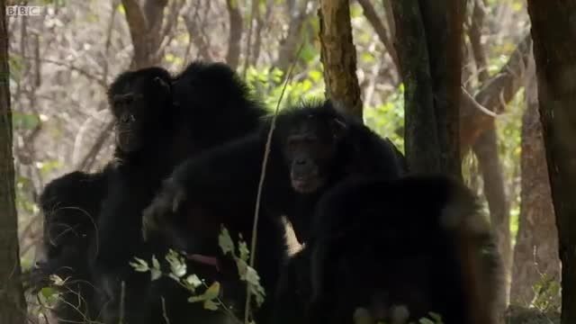 آزار و اذیت شامپانزه ی جوان توسط دیگر شامپانزه ها :(