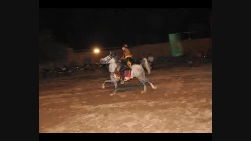 اسب کرد-اسب تعزیه-اسب پرخون-زلزله زرین شهر