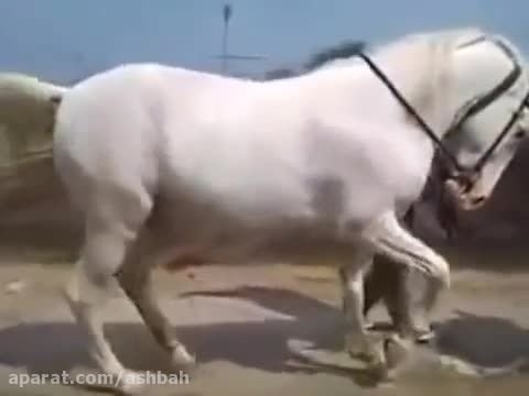 رقص جالب اسب سفید!!