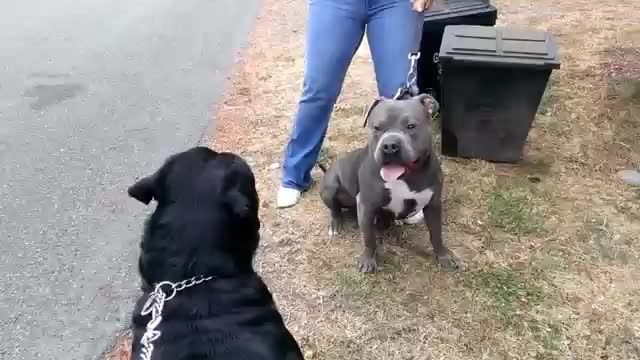 سگ پیت بول و رتوایلر عصبانی