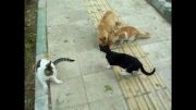 گربه های خیابانی را دریابید