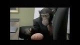 اداره میمونها