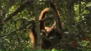 اورانگوتان های باغ وحش ایرلند