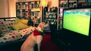 سگ عشق فوتبال