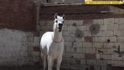اسب عرب اصیل مصری