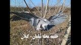 کلیپ اعدام حواصیل شب در خلیفه محله گیلان