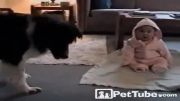 سگ به نینی آموزش میدهد!!!!