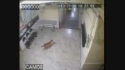 حمله پلنگ به سگ در بیمارستان