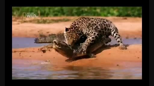 شکارتمساح توسط پلنگ