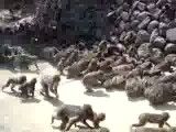 میمون ها واسه غذا خوردن به صف میشن!