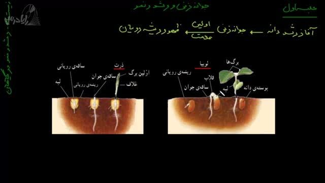 آموزش زیست شناسی2-جوانه زنی و رشد و نمو